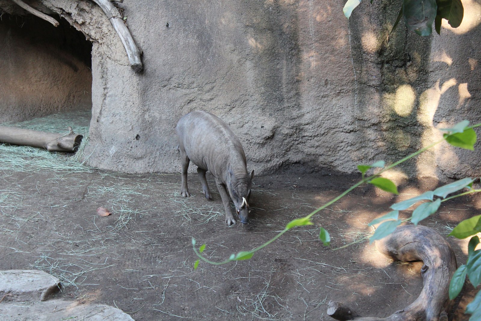 San Diego Zoo Part II 141